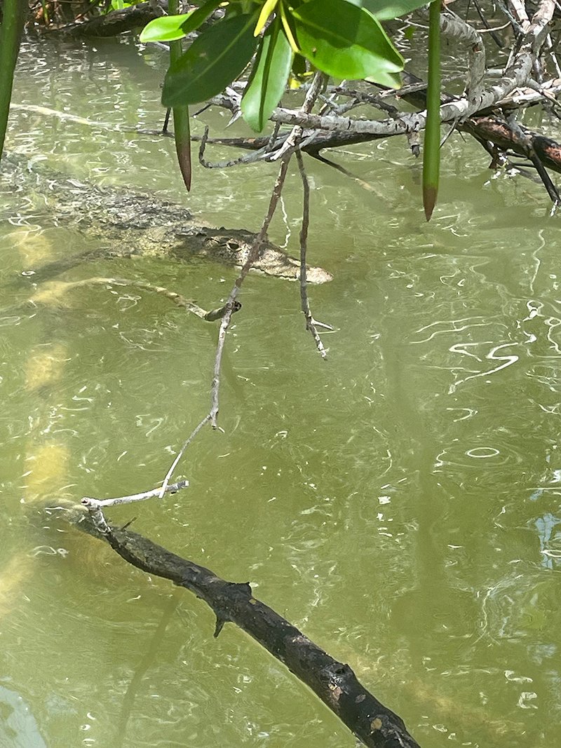 Crocodile