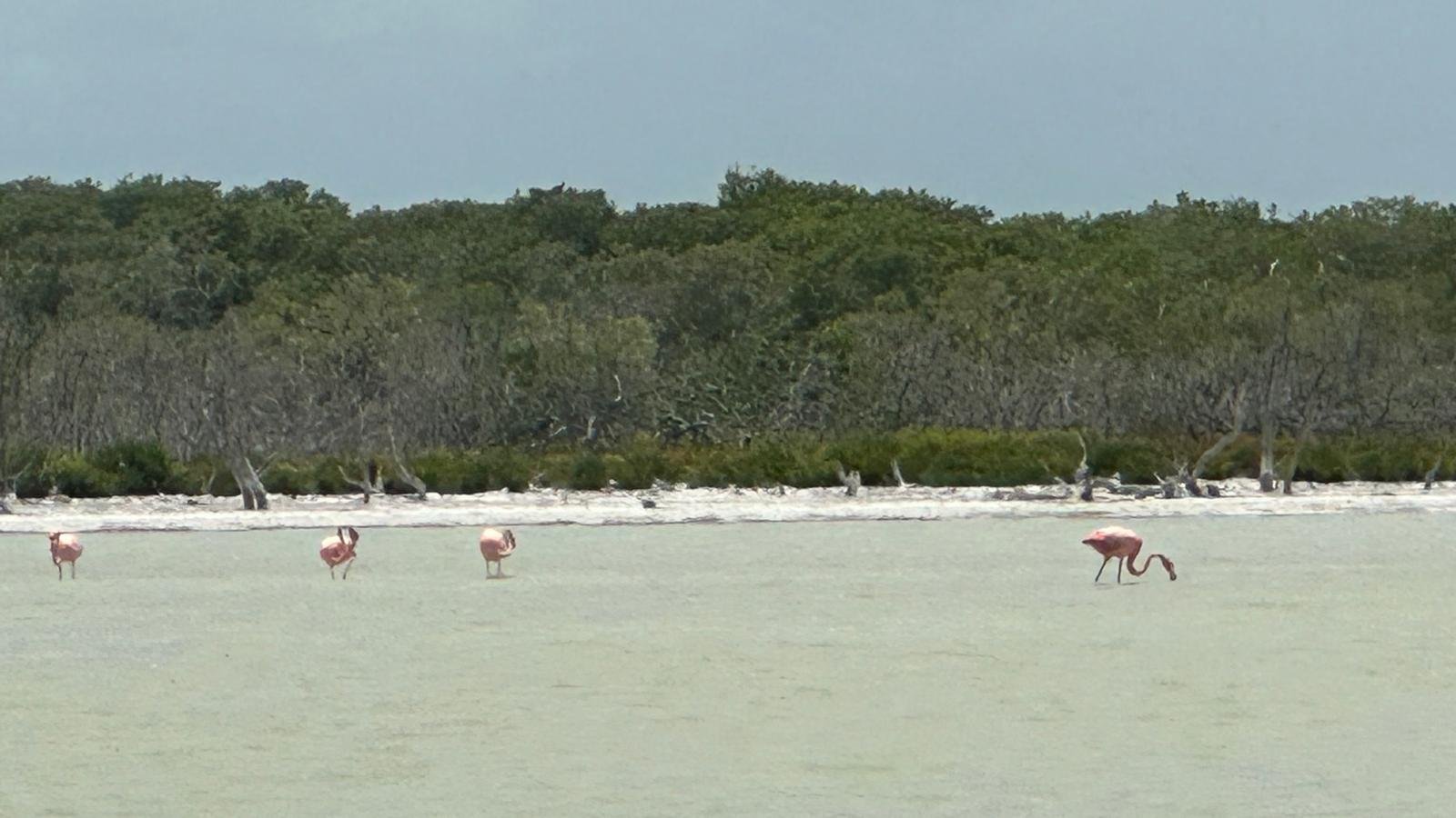 Flamingos