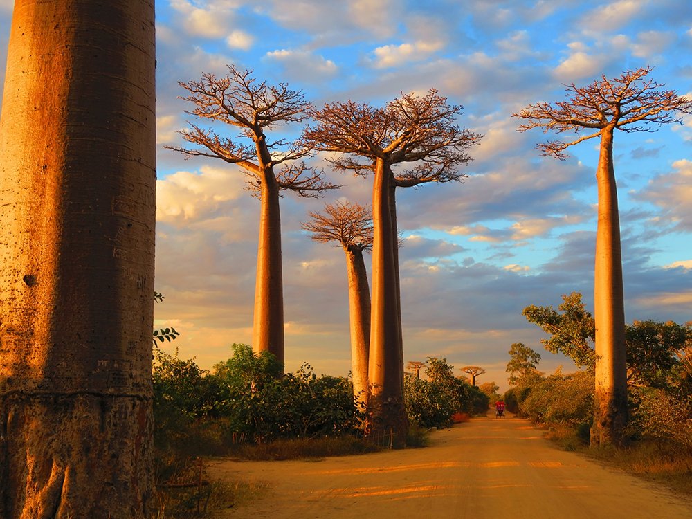 Africa Package 10 Madagascar Island Escape