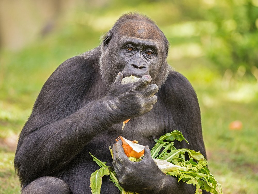 Africa Package 7 Uganda Gorilla Trekking