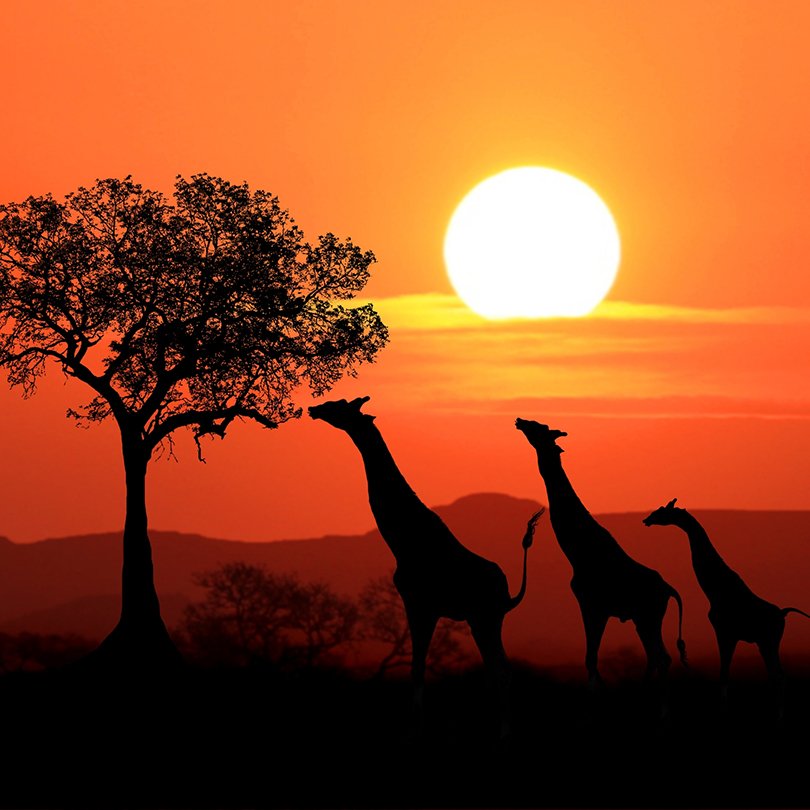 Daffodils New Website Landing Pages Square Images - Africa: 3 Wh