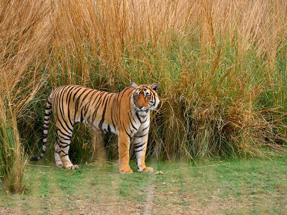 India Package 10 Wildlife Nature Trail